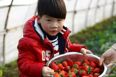 冬日里的甜蜜盛宴 成都周边17个最佳冬草莓采摘点全攻略